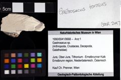 Foto (Objket + Etiketten) von Gastrosacus sp. 